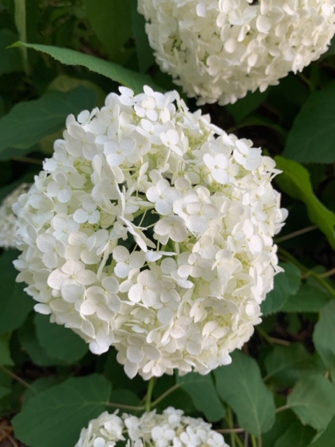 WHAT'S BLOOMING WEDNESDAY Annabelle Hydrangea - Intreegue